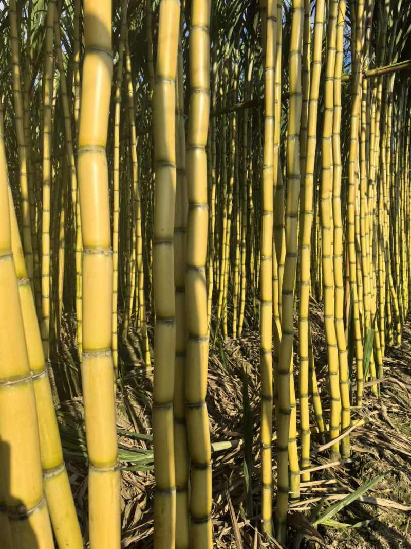 【精选】甘蔗—云南黄金甘蔗—结巴长皮毛亮—质量保证—现采