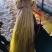 山东平邑精品蒜黄正经的战斗黄质量优良现采现摘，量大充足。