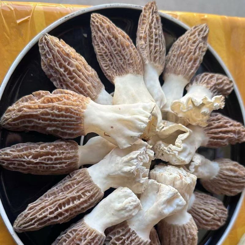 新鲜羊肚菌一件代发