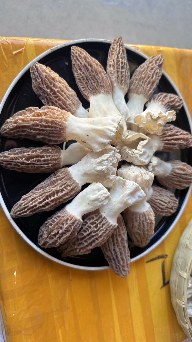 新鲜羊肚菌一件代发