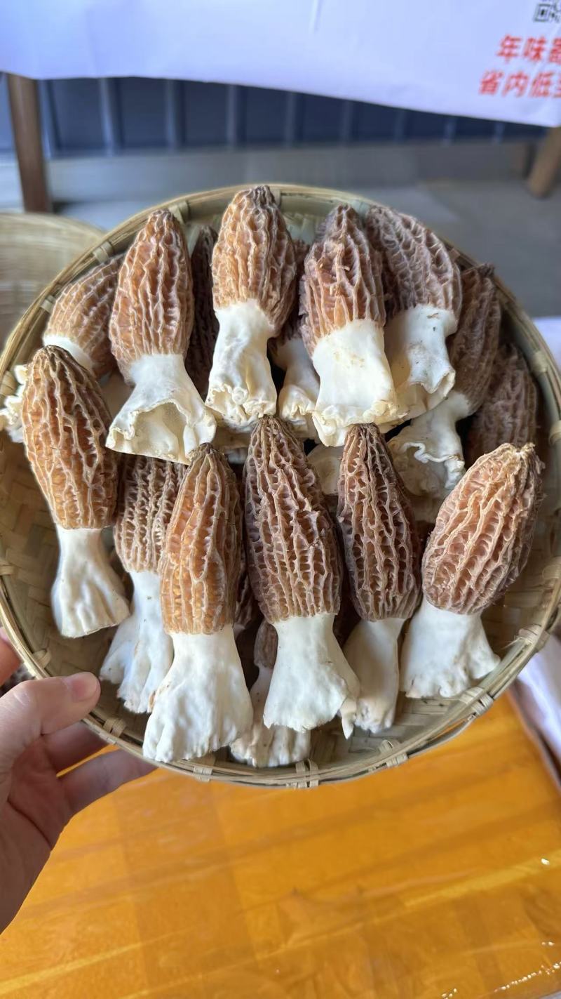 新鲜羊肚菌一件代发