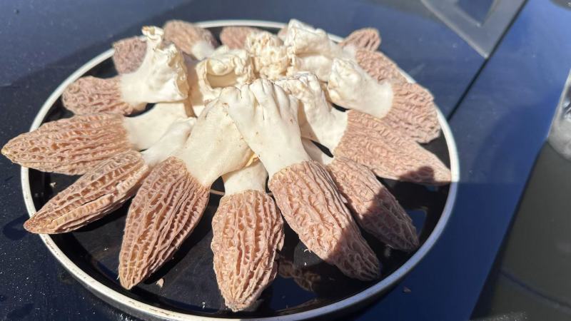 新鲜羊肚菌一件代发