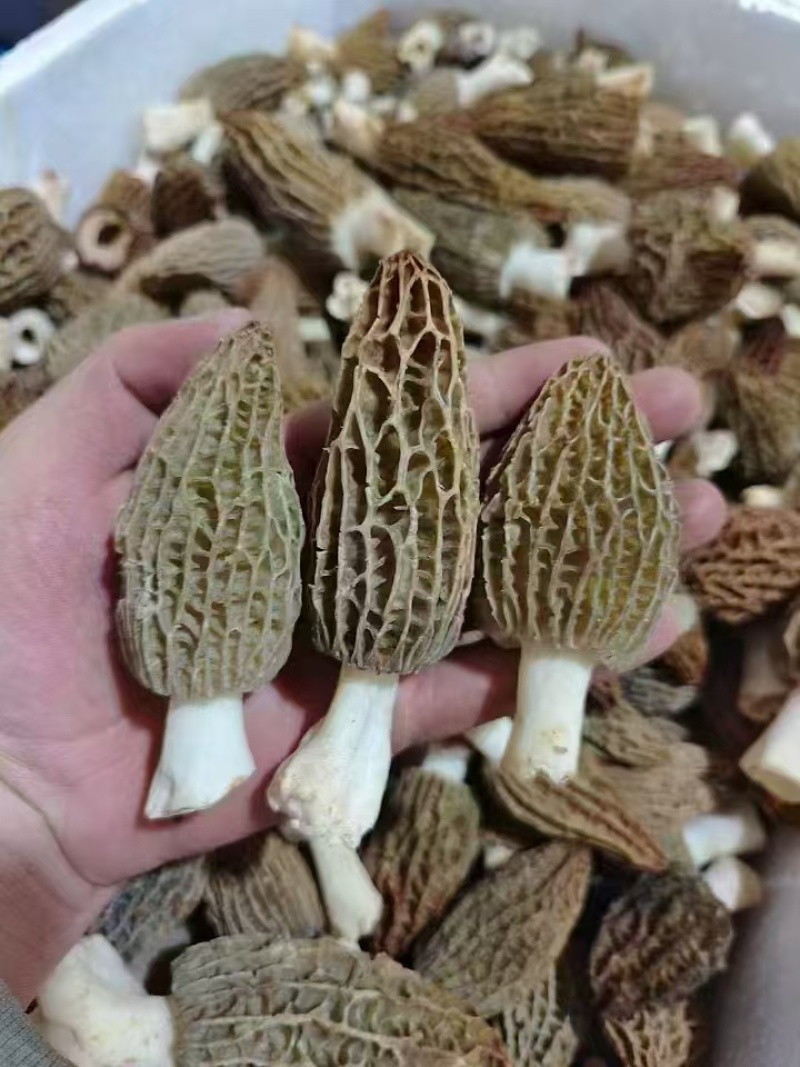 新鲜羊肚菌一件代发