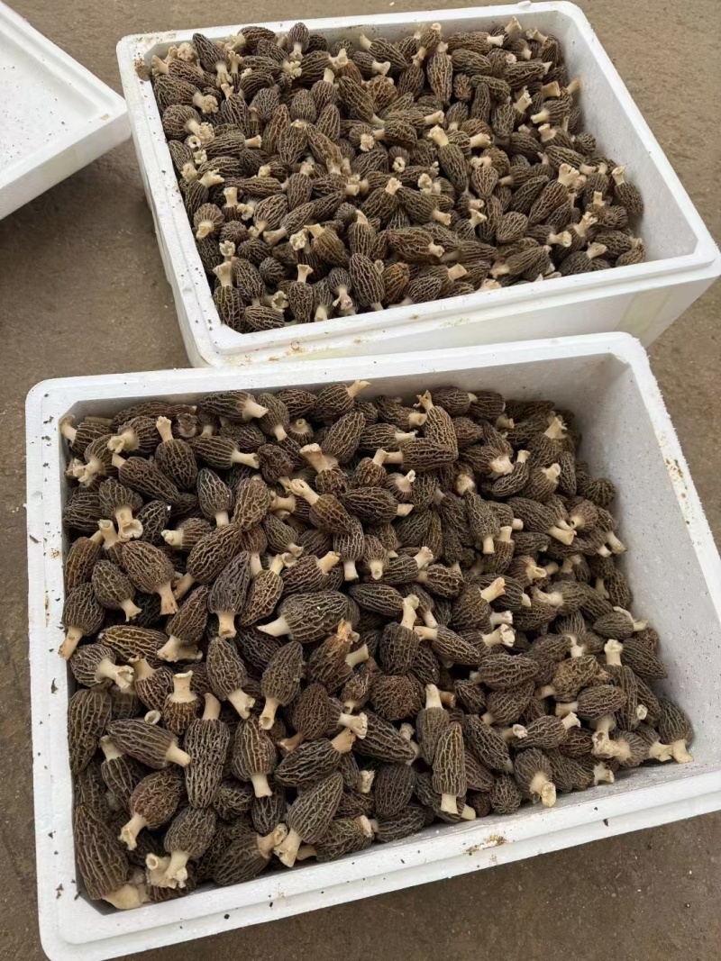 新鲜羊肚菌一件代发