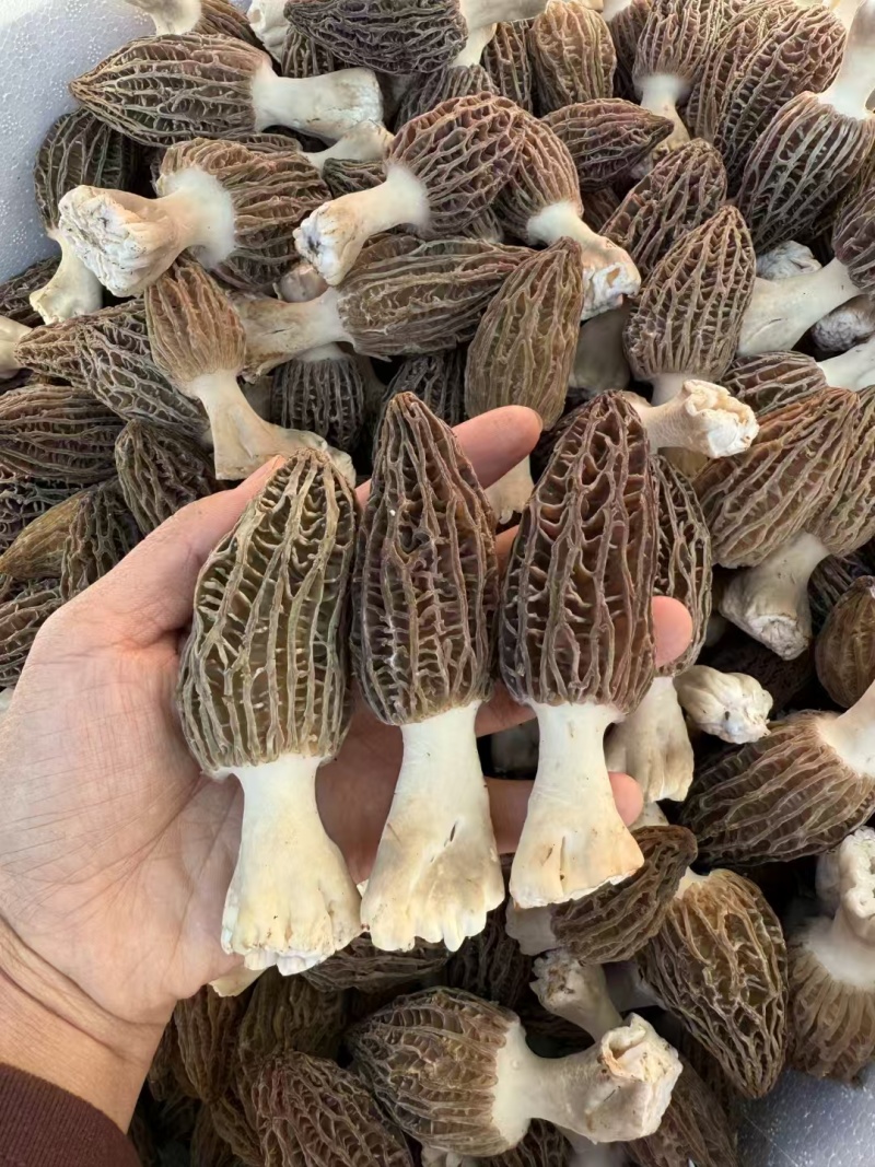 新鲜羊肚菌一件代发