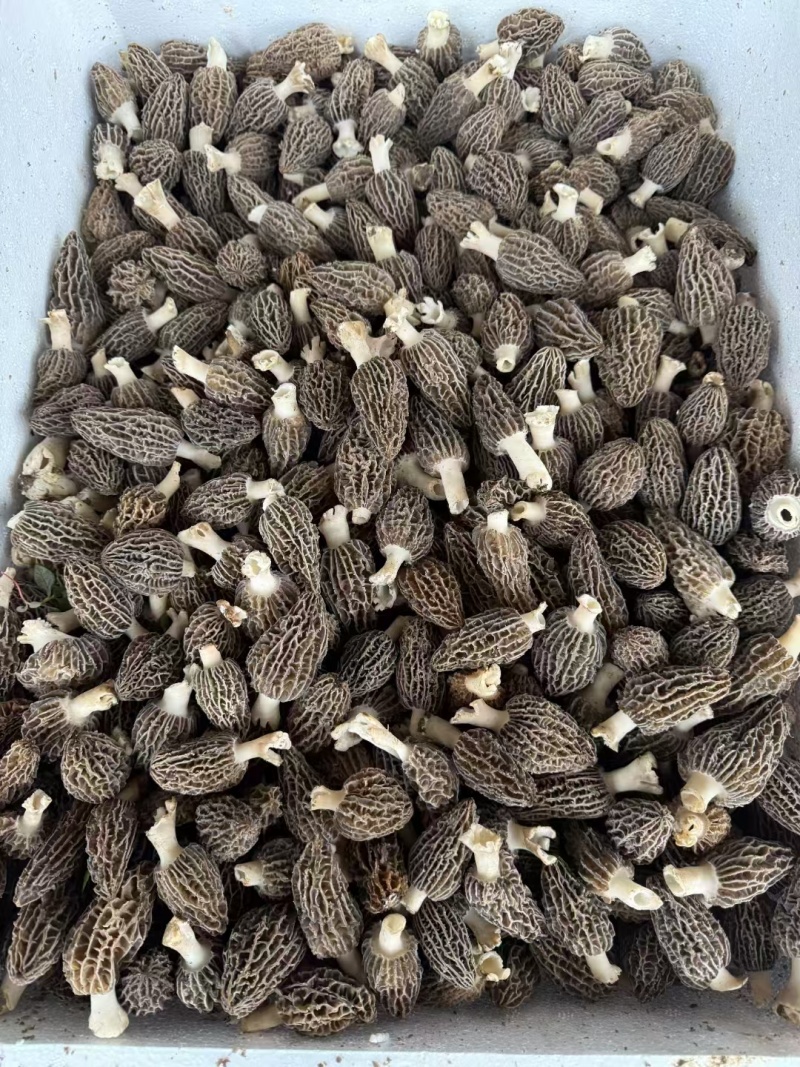 新鲜羊肚菌一件代发