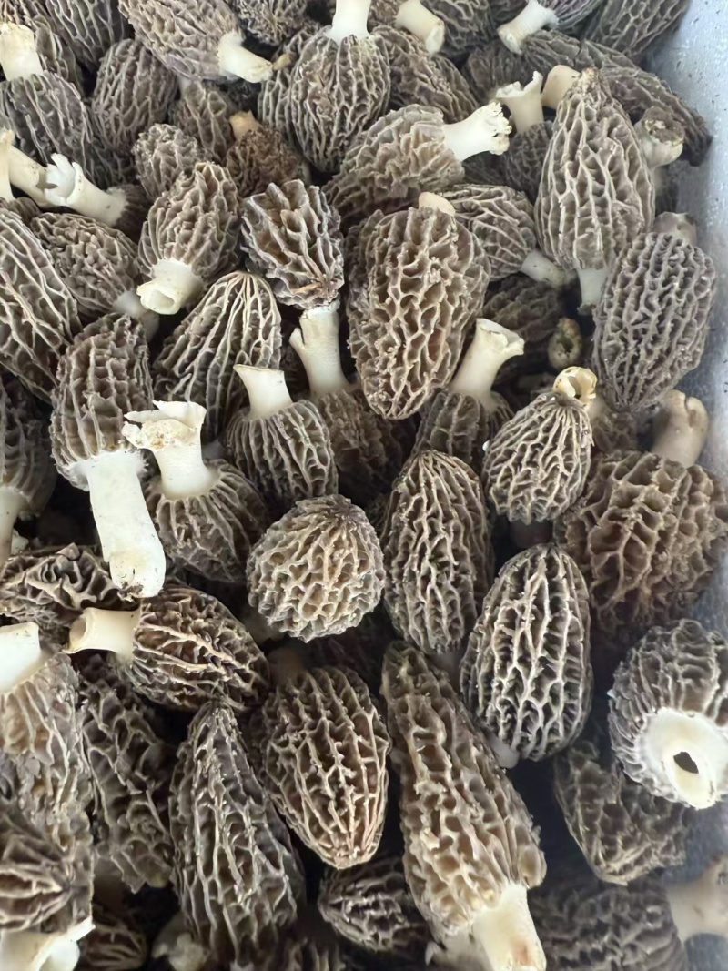 新鲜羊肚菌一件代发