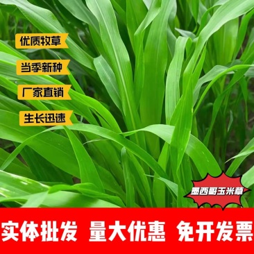 墨西哥玉米草厂家货源批发价格全国发货价格便宜欢迎下单咨询