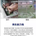 墨西哥玉米草厂家货源批发价格全国发货价格便宜欢迎下单咨询