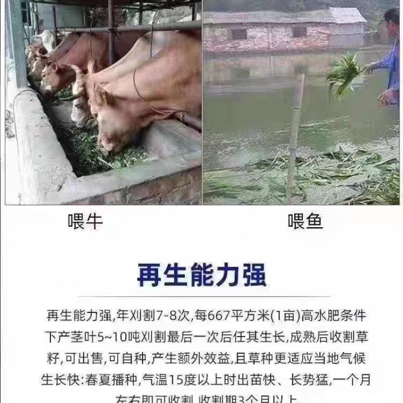 墨西哥玉米草厂家货源批发价格全国发货价格便宜欢迎下单咨询