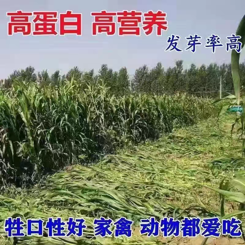墨西哥玉米草厂家货源批发价格全国发货价格便宜欢迎下单咨询