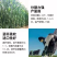 墨西哥玉米草厂家货源批发价格全国发货价格便宜欢迎下单咨询