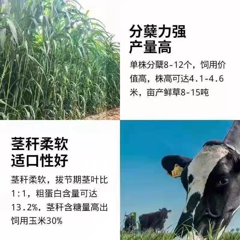 墨西哥玉米草厂家货源批发价格全国发货价格便宜欢迎下单咨询