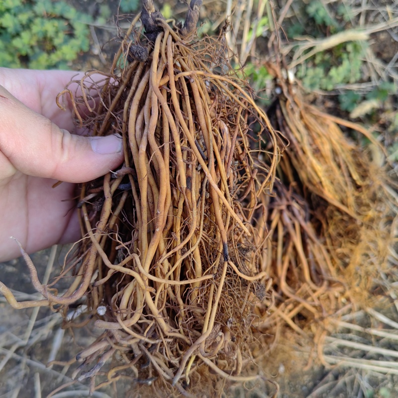 新鲜金剪刀草湖州铁线莲