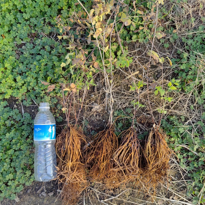 新鲜金剪刀草湖州铁线莲
