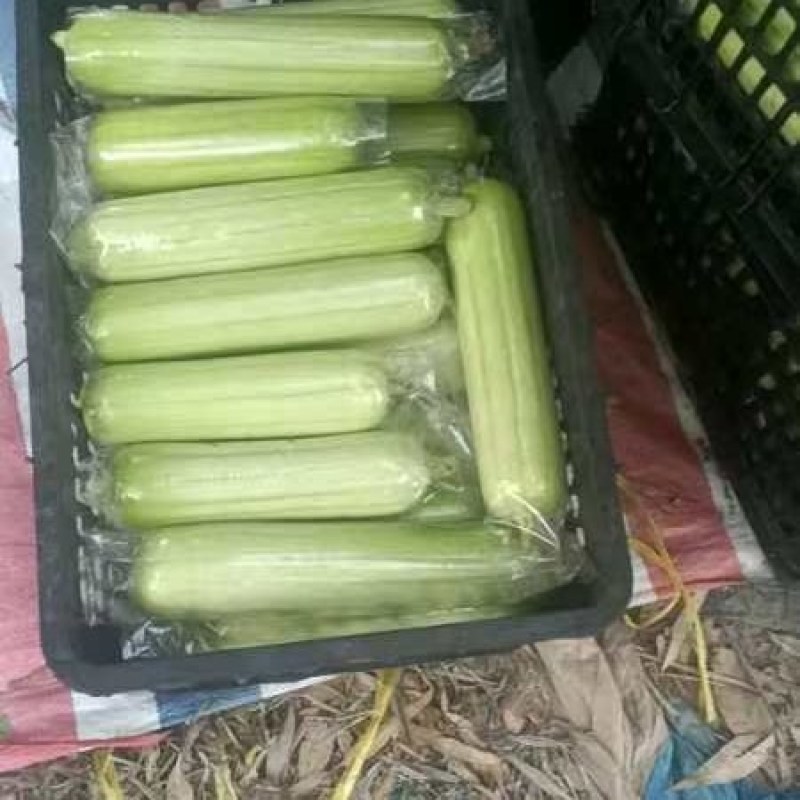 精品白玉丝瓜，大棚瓜新苗，产地直发