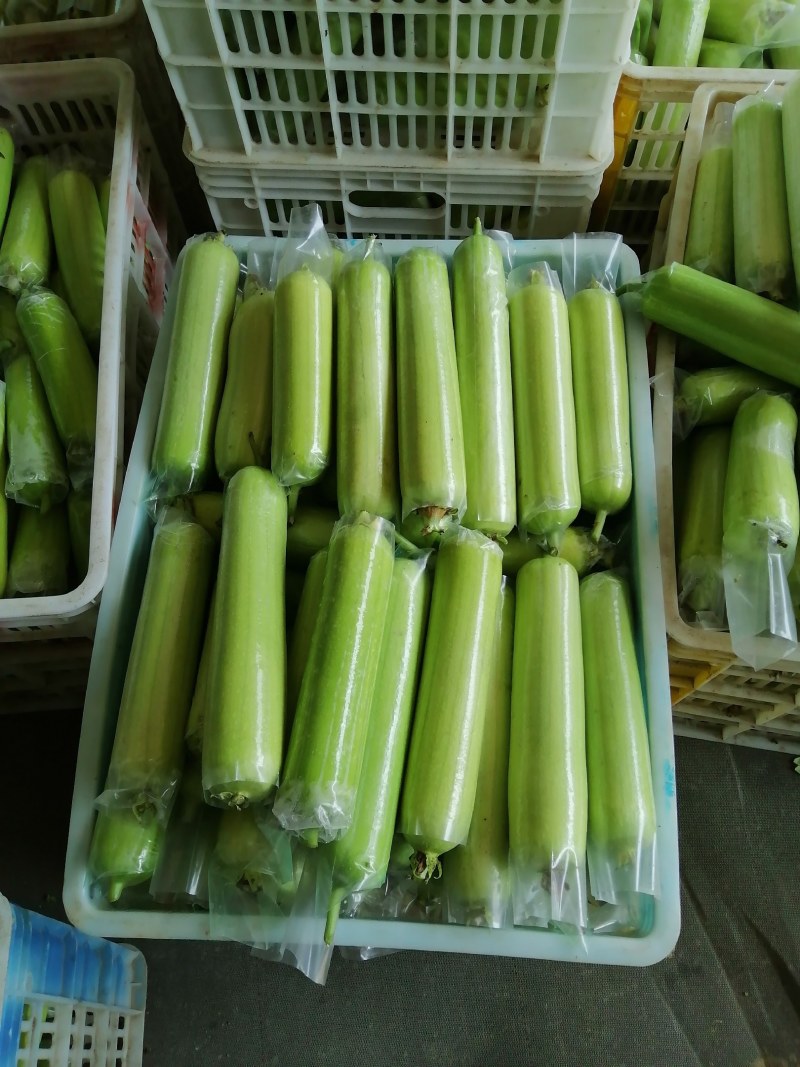 精品白玉丝瓜，大棚瓜新苗，产地直发