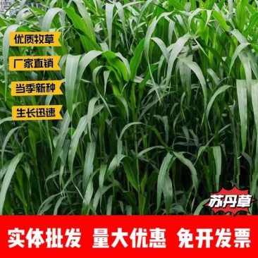 苏丹草/高丹草厂家货源批发价格全国发货价格便宜欢迎下单咨