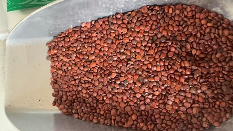 酸枣仁，含量达标酸枣仁，国产酸枣仁，炒酸枣仁，中药材批发