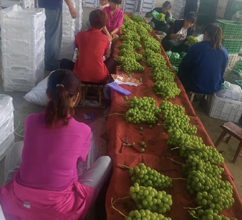 【实力】阳光玫瑰山西产地品质保证供应全国可视频看货