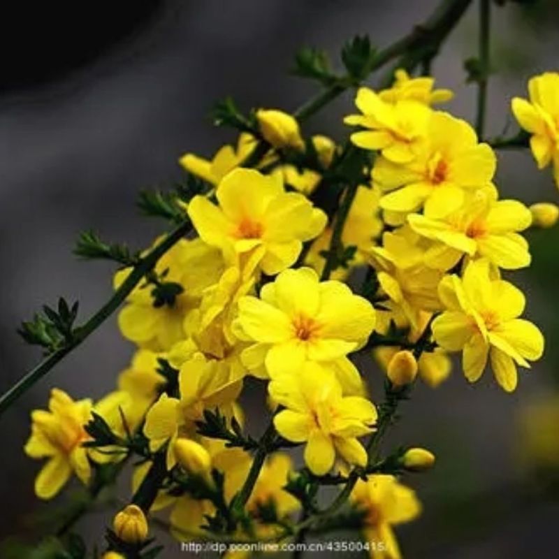AAA级迎春切花迎春花鲜切花应季上市年宵花鲜切花基地