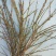 AAA级迎春切花迎春花鲜切花应季上市年宵花鲜切花基地