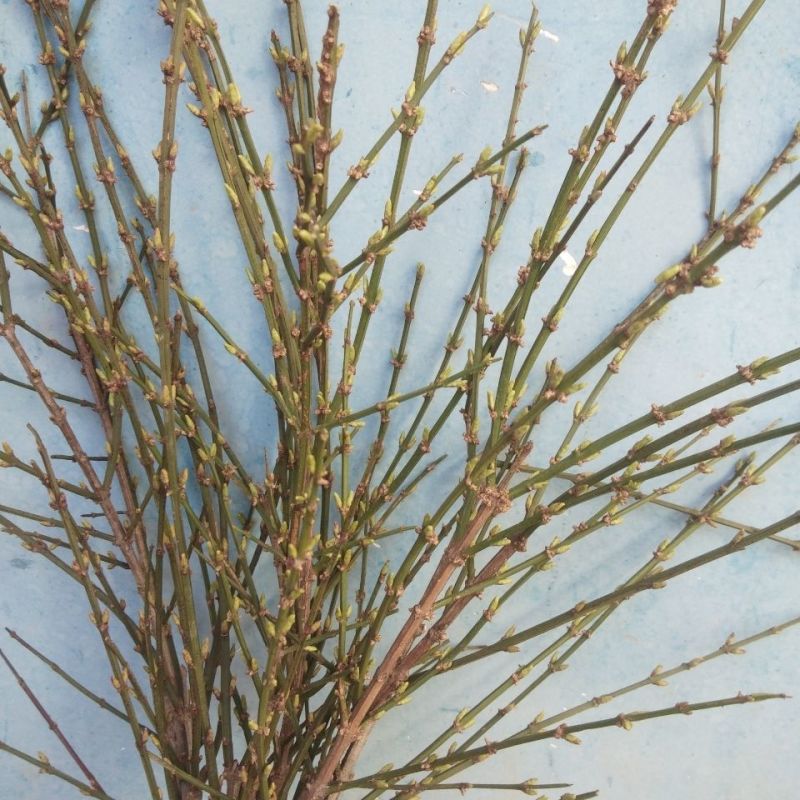 AAA级迎春切花迎春花鲜切花应季上市年宵花鲜切花基地