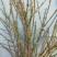 AAA级迎春切花迎春花鲜切花应季上市年宵花鲜切花基地