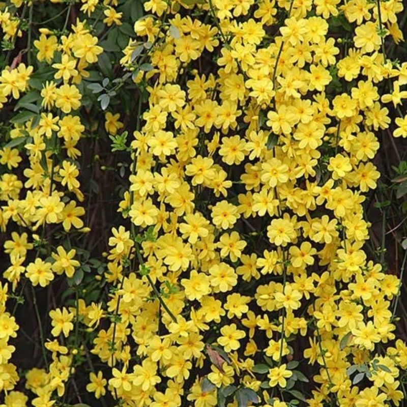 AAA级迎春切花迎春花鲜切花应季上市年宵花鲜切花基地