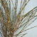AAA级迎春切花迎春花鲜切花应季上市年宵花鲜切花基地