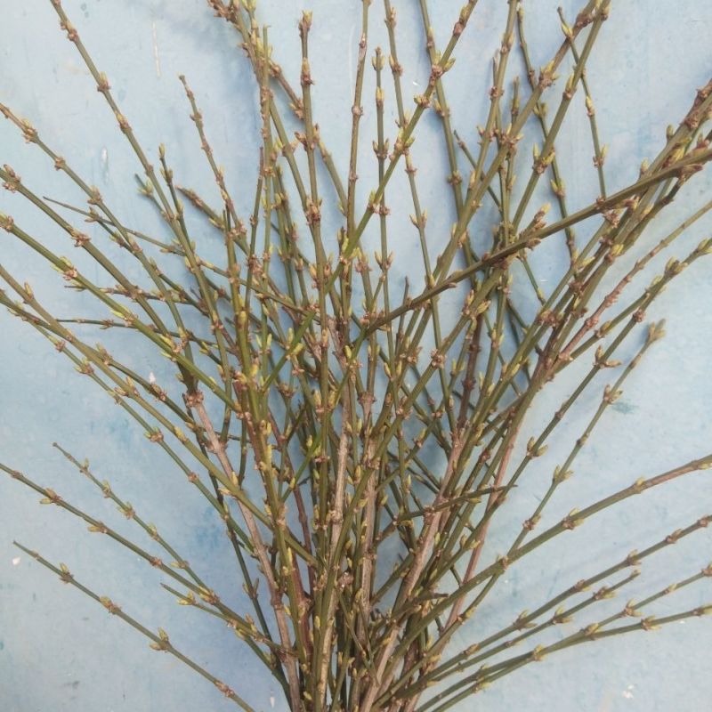 AAA级迎春切花迎春花鲜切花应季上市年宵花鲜切花基地