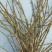 AAA级迎春切花迎春花鲜切花应季上市年宵花鲜切花基地