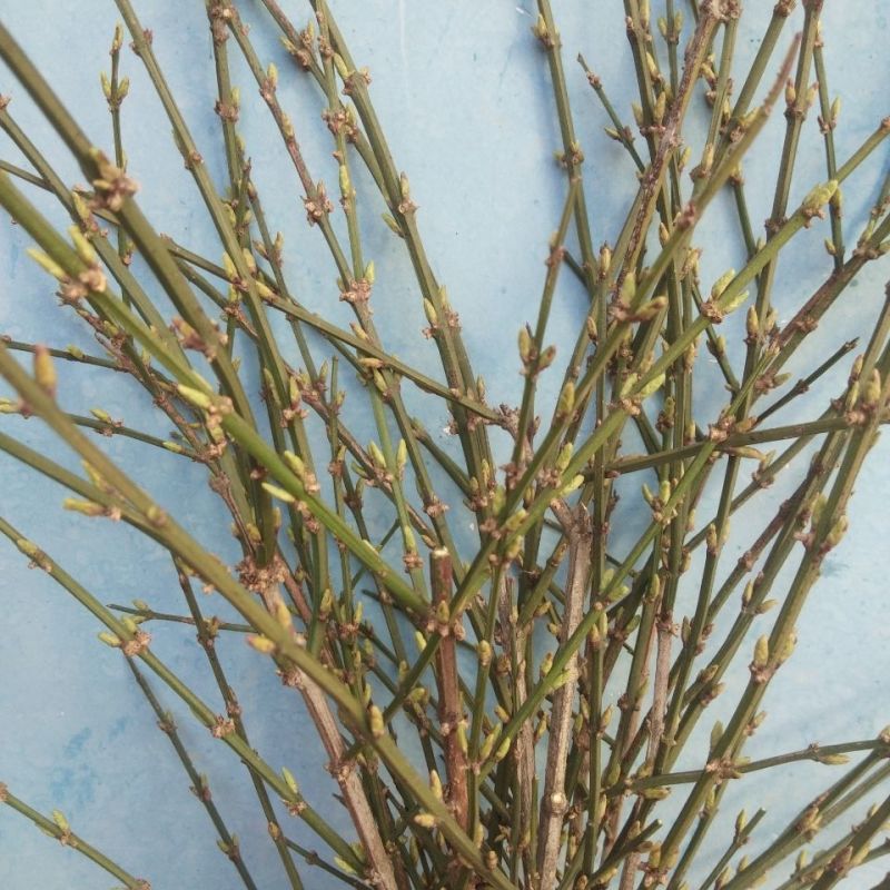 AAA级迎春切花迎春花鲜切花应季上市年宵花鲜切花基地
