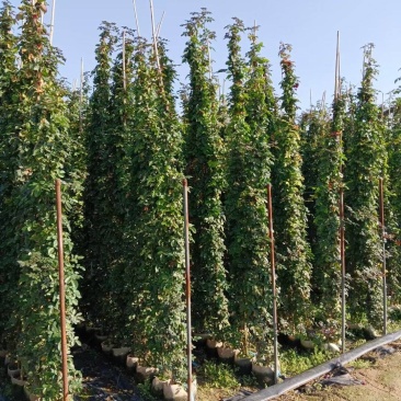 藤本月季基地，杯苗地苗，色泽鲜艳，植株健壮，各种规格齐全