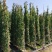 藤本月季基地，杯苗地苗，色泽鲜艳，植株健壮，各种规格齐全