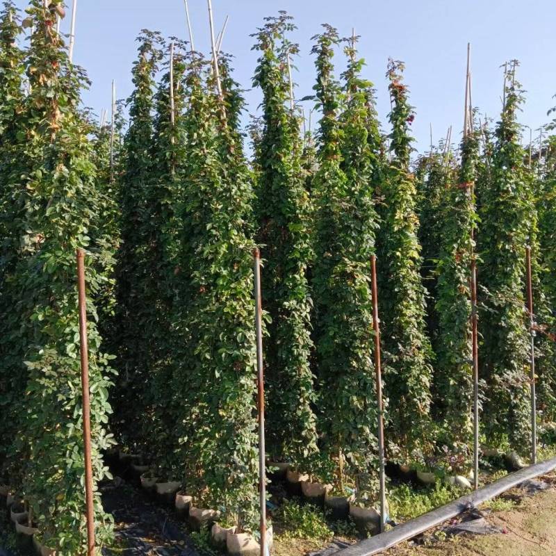 藤本月季基地，杯苗地苗，色泽鲜艳，植株健壮，各种规格齐全