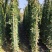 藤本月季基地，杯苗地苗，色泽鲜艳，植株健壮，各种规格齐全