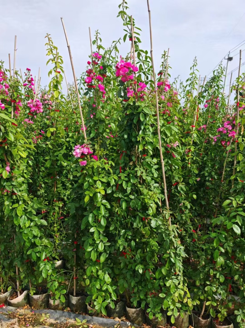 藤本月季基地，杯苗地苗，色泽鲜艳，植株健壮，各种规格齐全