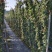 藤本月季基地，杯苗地苗，色泽鲜艳，植株健壮，各种规格齐全