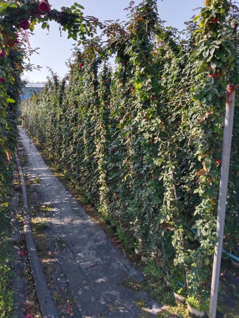 藤本月季基地，杯苗地苗，色泽鲜艳，植株健壮，各种规格齐全