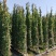 藤本月季基地，杯苗地苗，色泽鲜艳，植株健壮，各种规格齐全