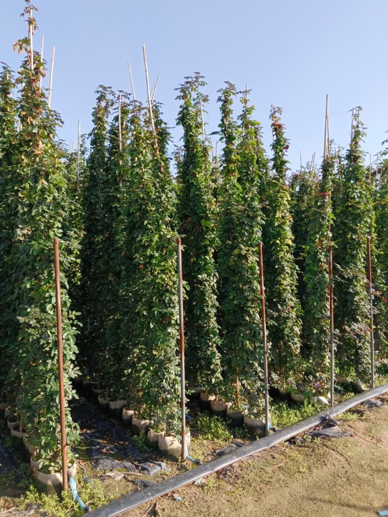 藤本月季基地，杯苗地苗，色泽鲜艳，植株健壮，各种规格齐全