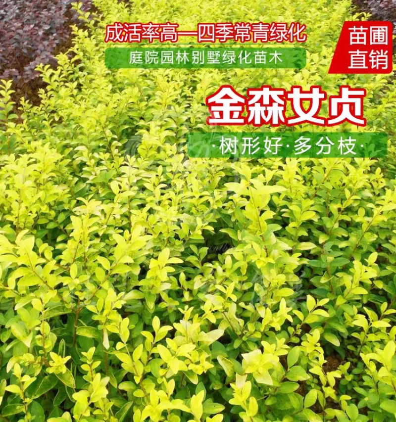 金森女贞金森女贞小杯苗金森女贞大杯金森女贞大桶苗
