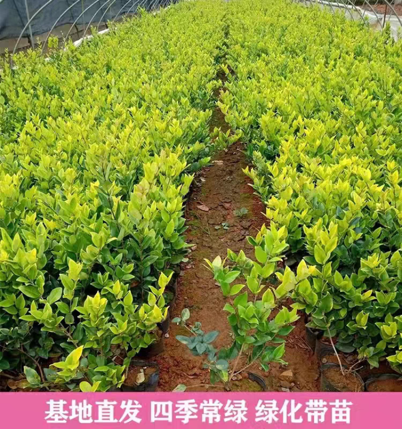 金森女贞金森女贞小杯苗金森女贞大杯金森女贞大桶苗