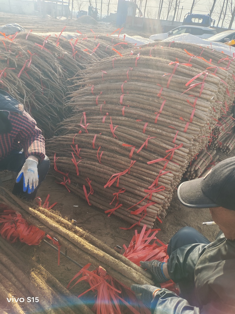 精品铁棍山药河北山药产地直发品质保证可视频看货