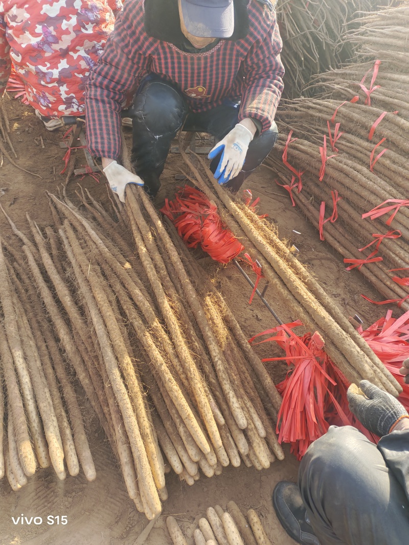 精品铁棍山药河北山药产地直发品质保证可视频看货
