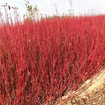 红瑞木基地，杯苗地苗，色泽鲜艳，植株健壮，各种规格齐全