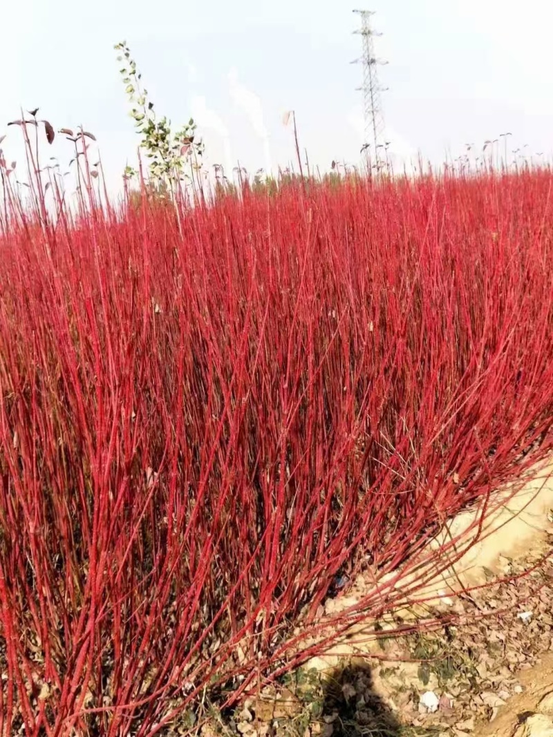 红瑞木基地，杯苗地苗，色泽鲜艳，植株健壮，各种规格齐全