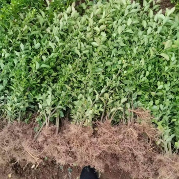 卫矛基地，杯苗地苗，色泽鲜艳，植株健壮，各种规格齐全