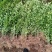 卫矛基地，杯苗地苗，色泽鲜艳，植株健壮，各种规格齐全
